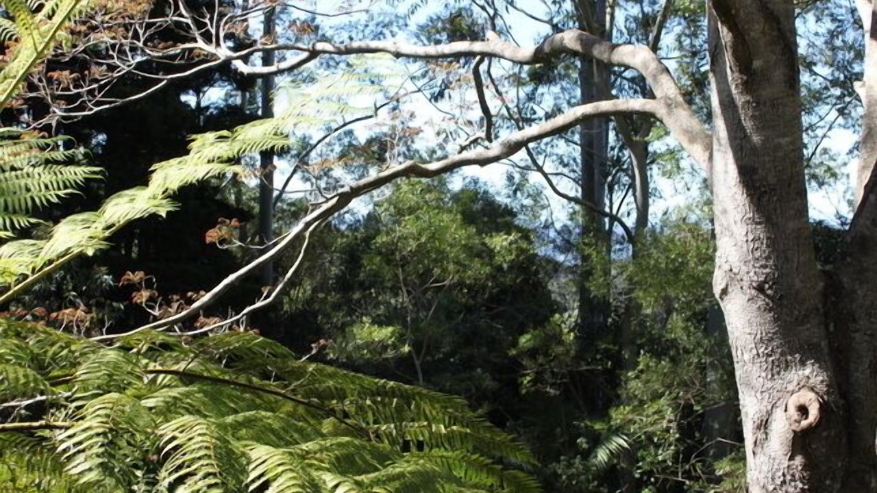 Photo of Others in Mount Glorious