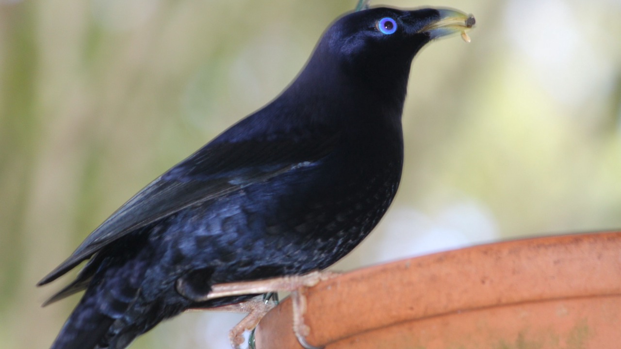 Photo of Others in Mount Glorious