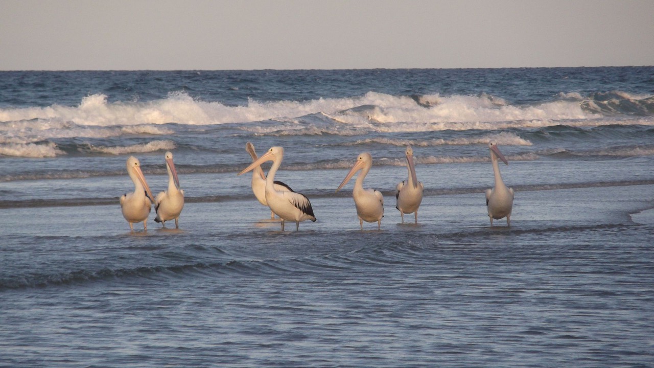 Photo of Others in Orchid Beach
