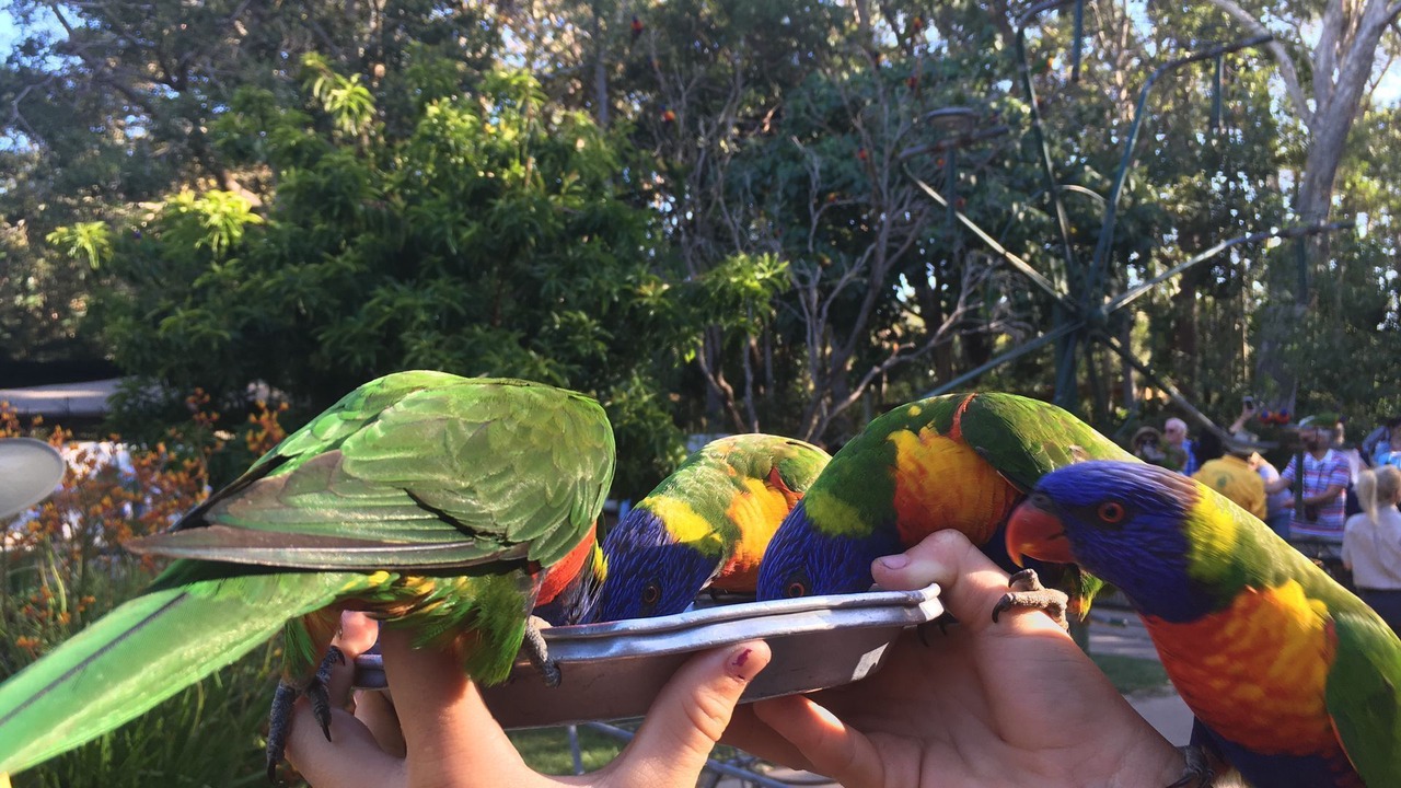 Photo of Others in Tugun