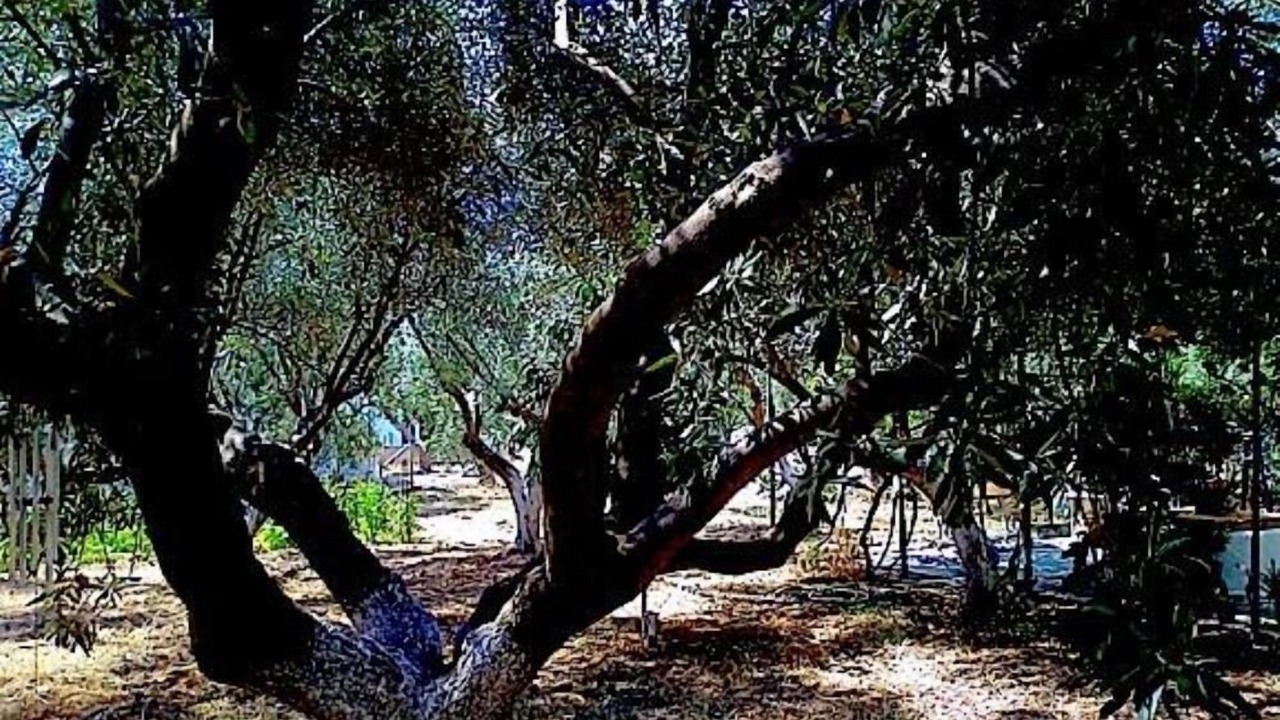 Photo of Outdoor in Eretria