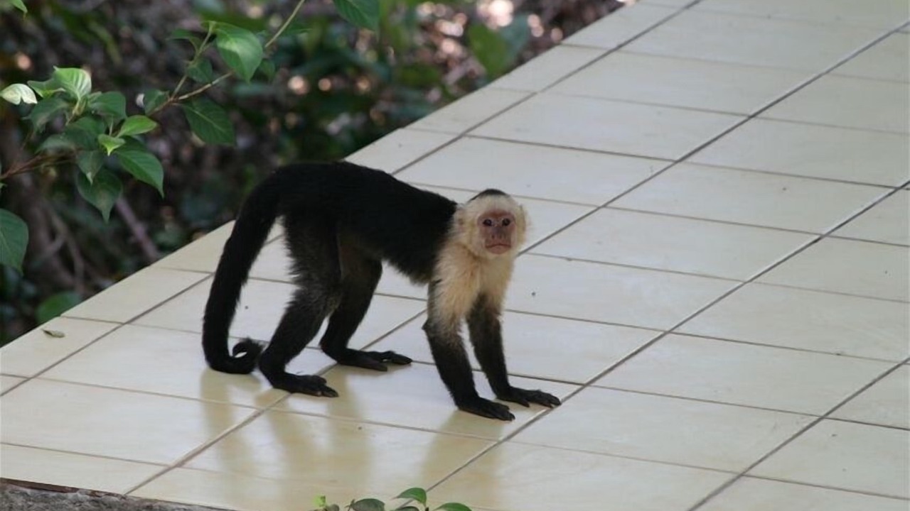 Photo of Others in Central Pacific Coast