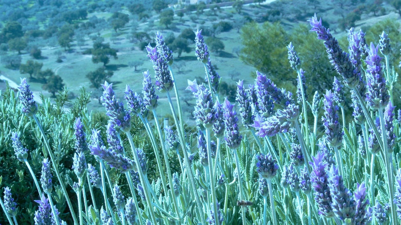 Photo of Outdoor in Kilada