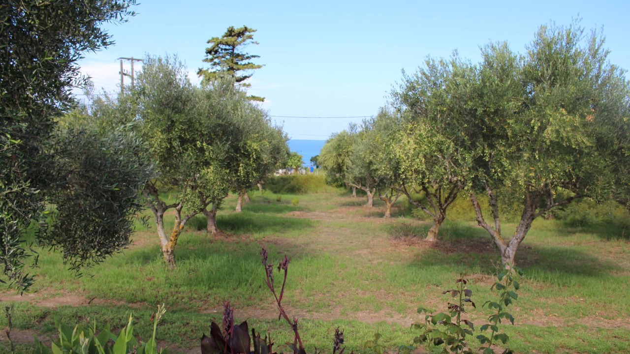 Photo of Others in Andravida-Kyllini