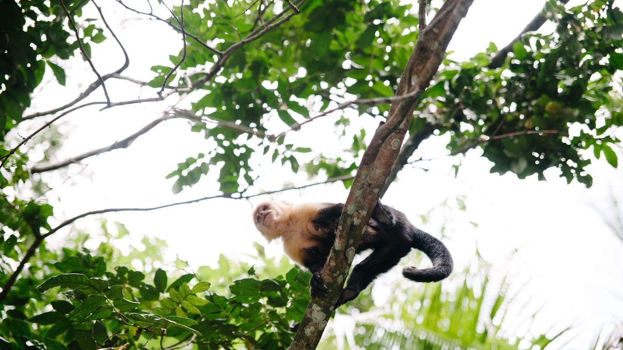 Photo of Others in Parrita