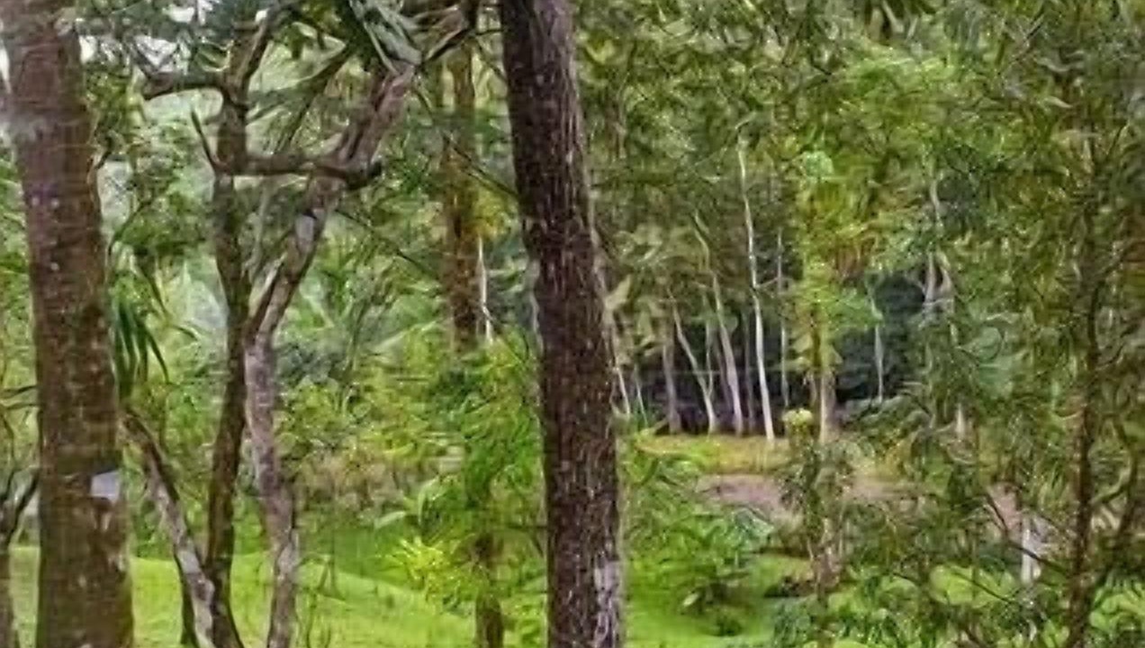 Photo of Others in Parrita