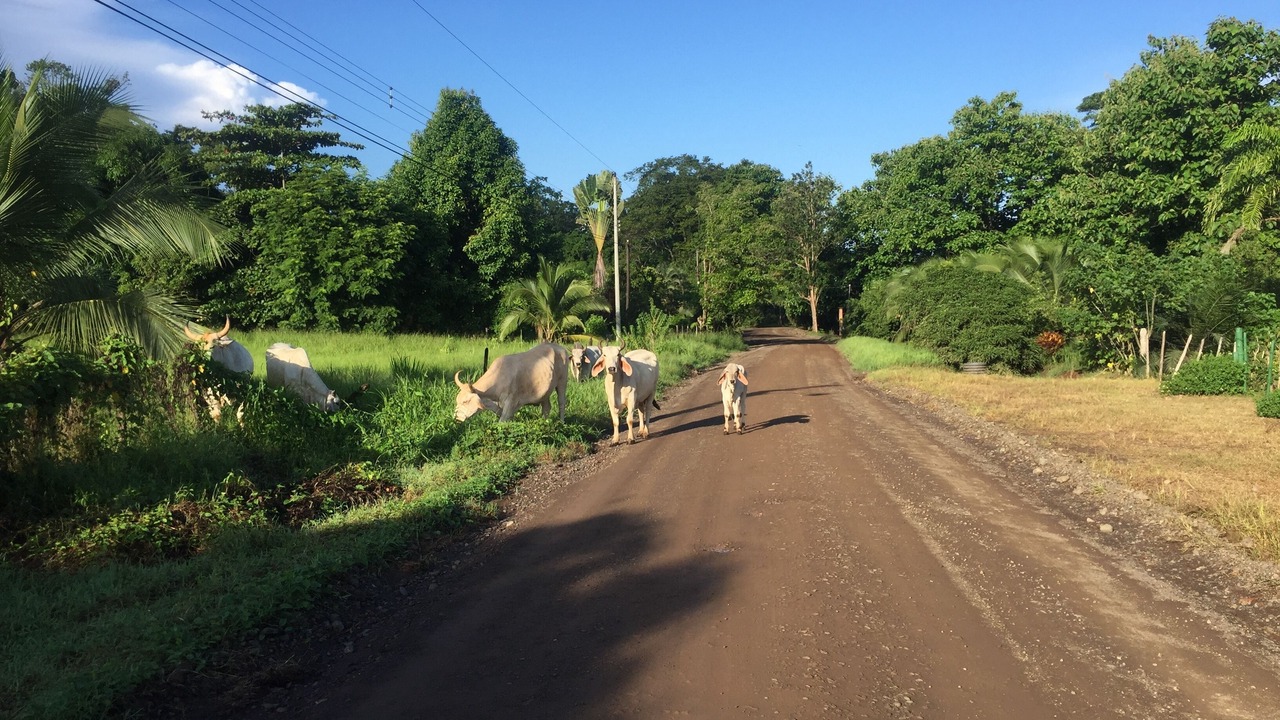 Photo of Others in Parrita