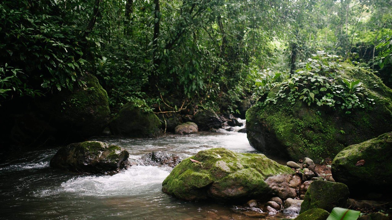 Photo of Others in Parrita