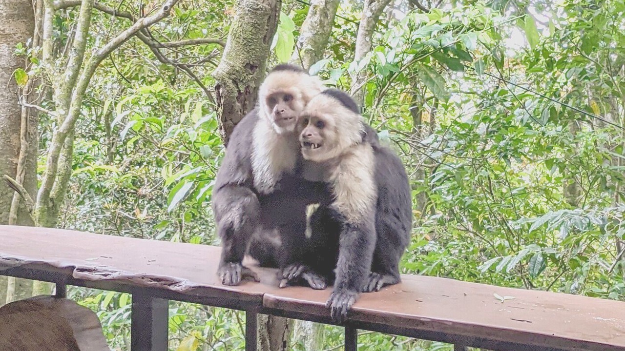 Photo of Patio Balcony in Monteverde