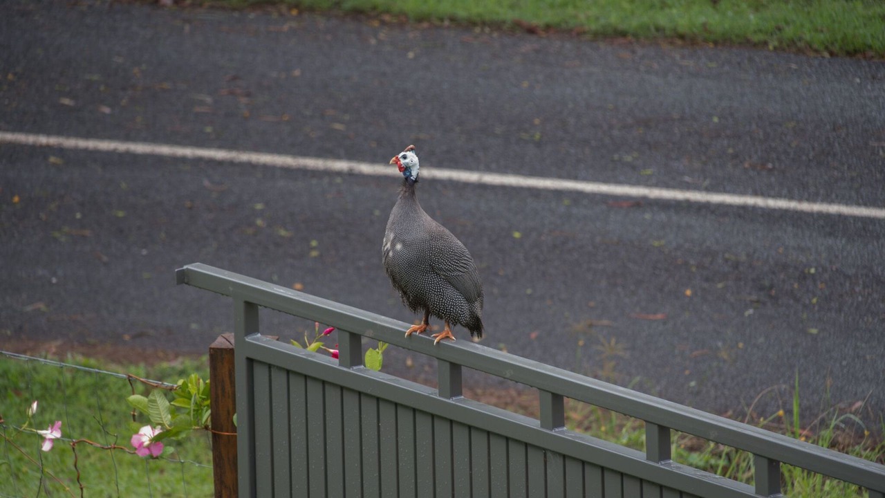 Photo of Others in North Maleny