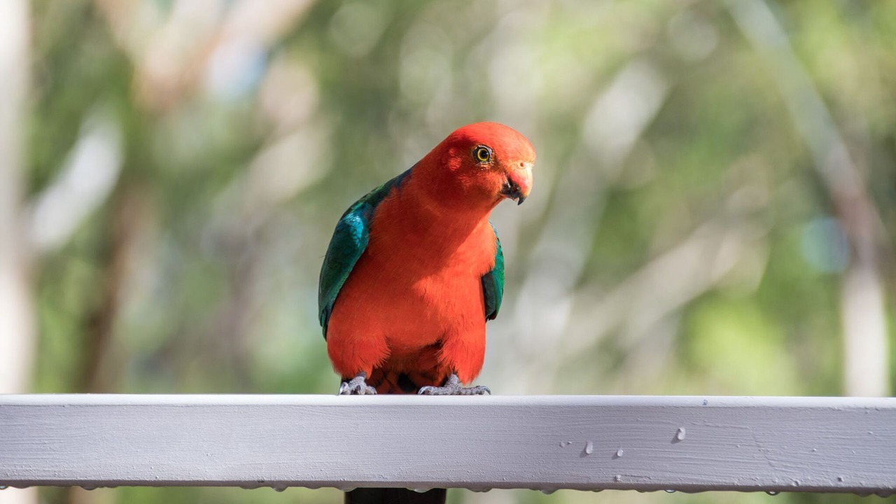 Photo of Outdoor in North Maleny