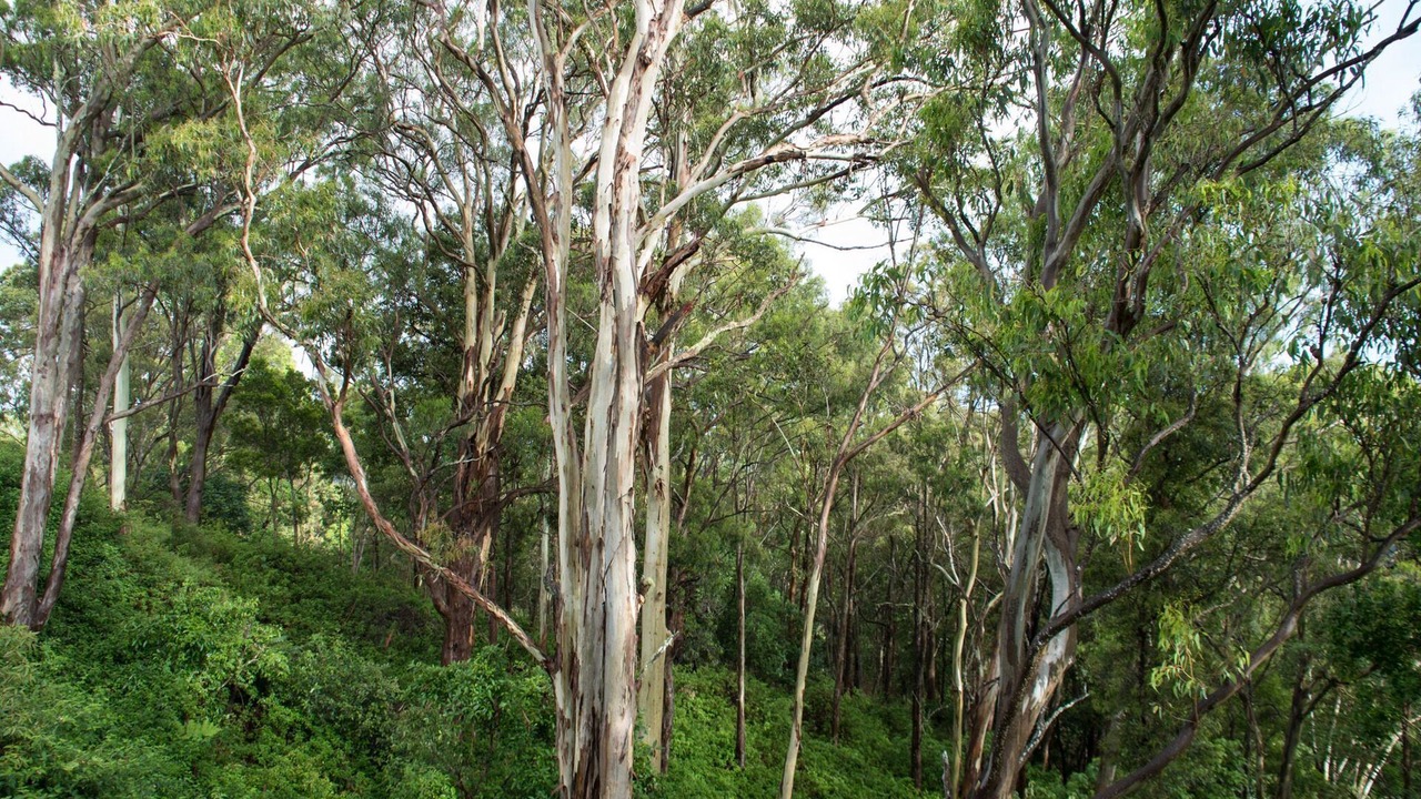 Photo of Outdoor in North Maleny