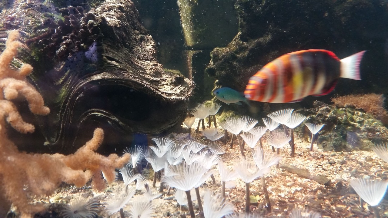 Photo of Others in Nelly Bay
