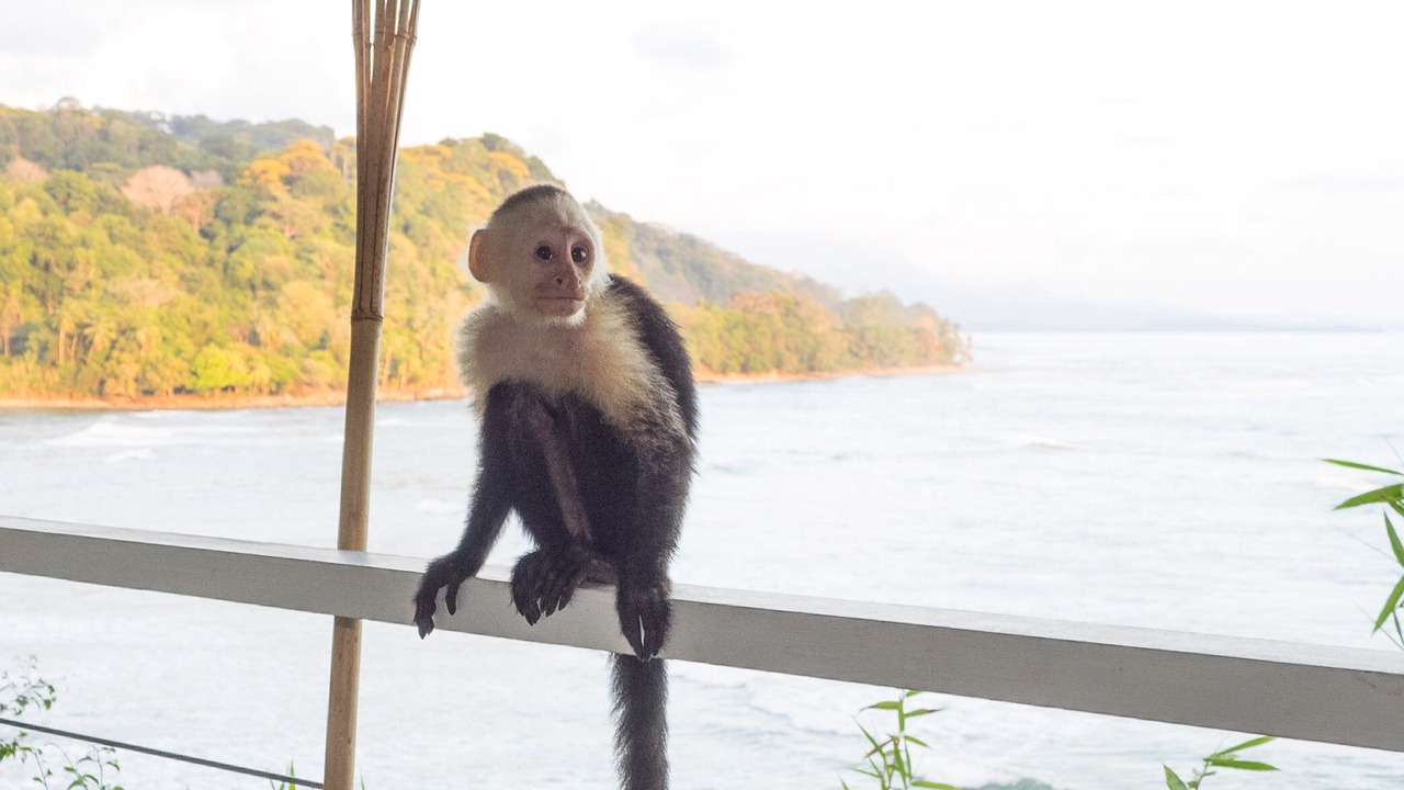 Photo of Outdoor in Dominical