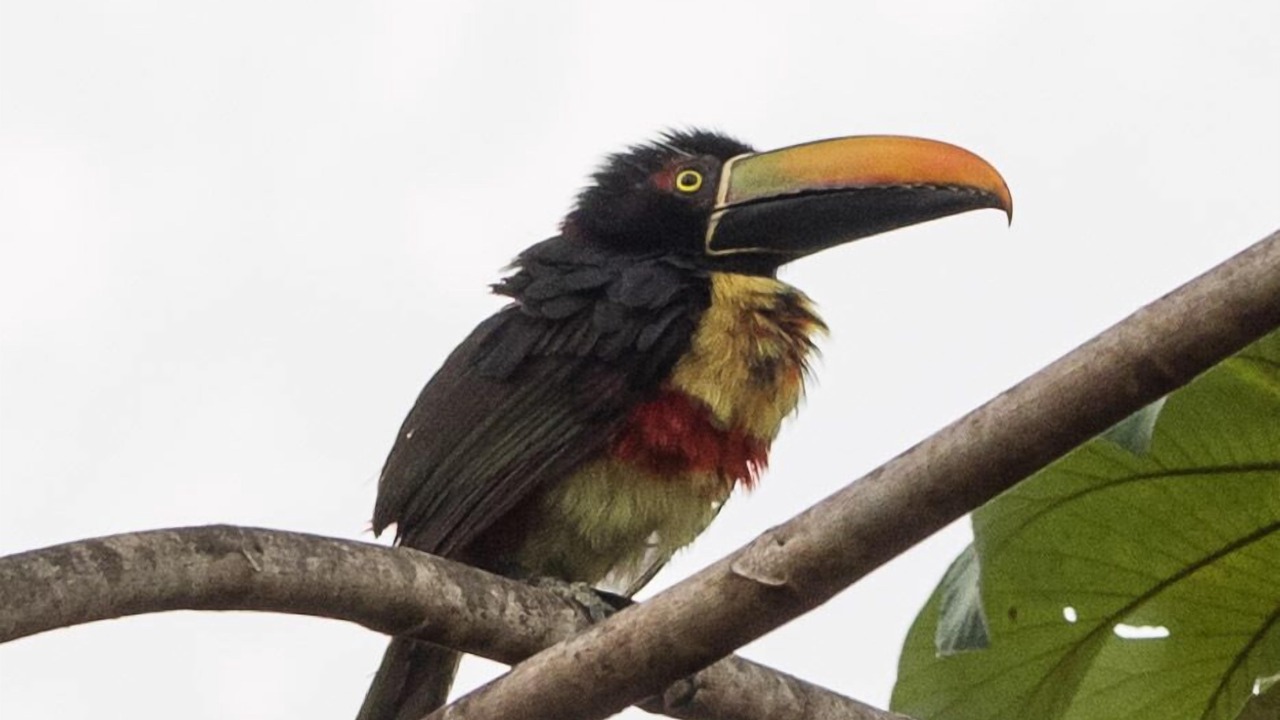 Photo of Others in Dominical