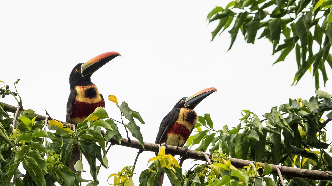 Photo of Outdoor in Dominical