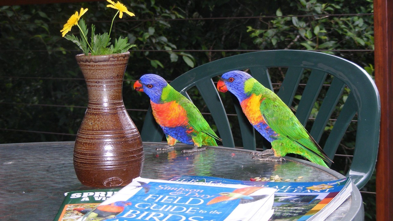 Photo of Outdoor in Springbrook