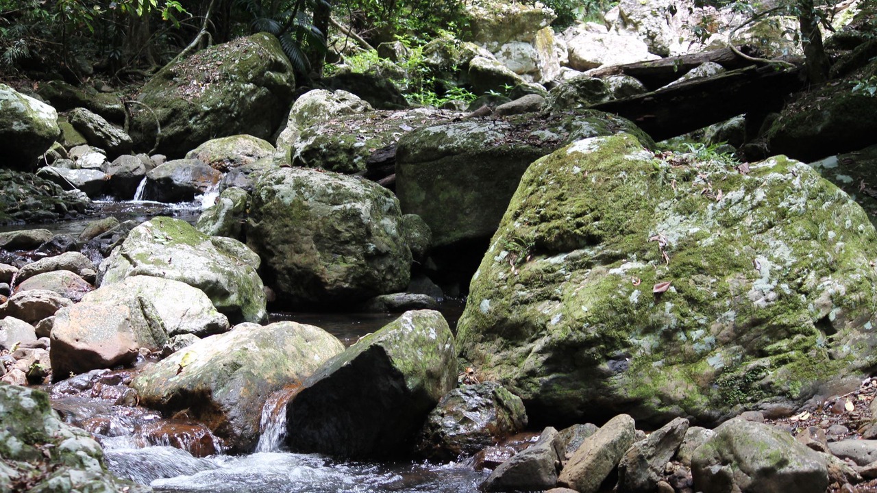 Photo of Outdoor in Springbrook