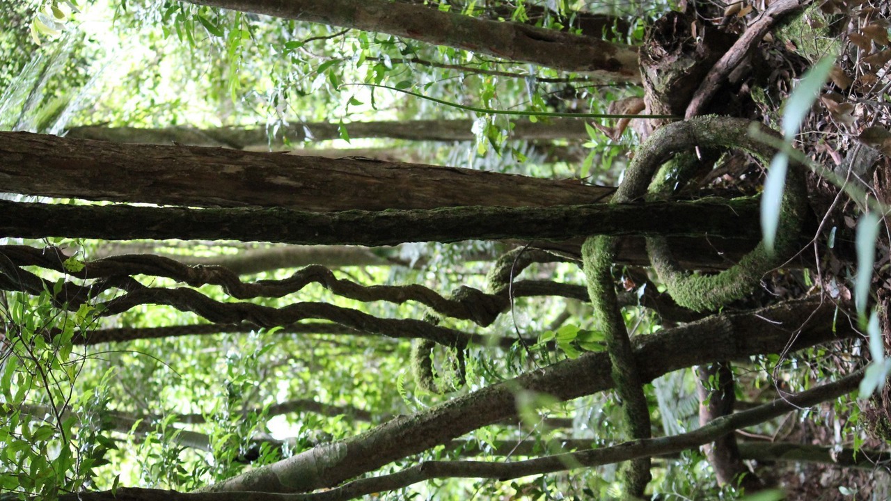 Photo of Outdoor in Springbrook