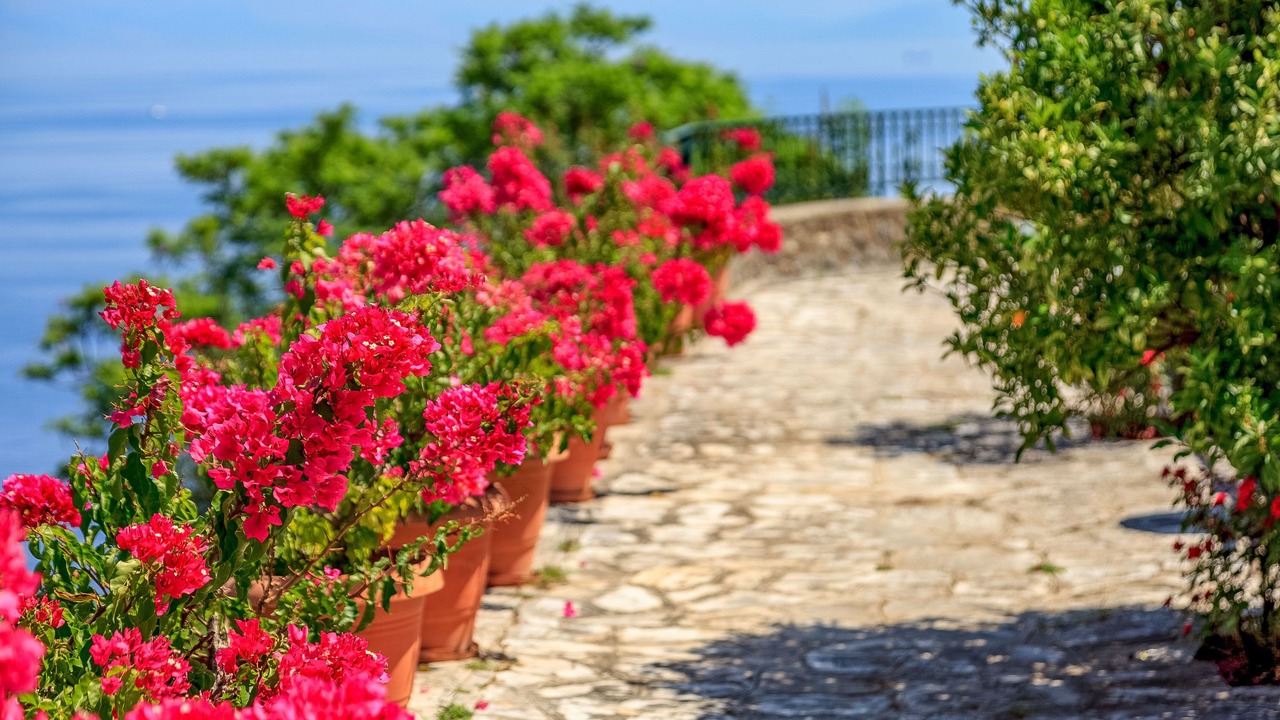 Photo of Others in Corfu Town