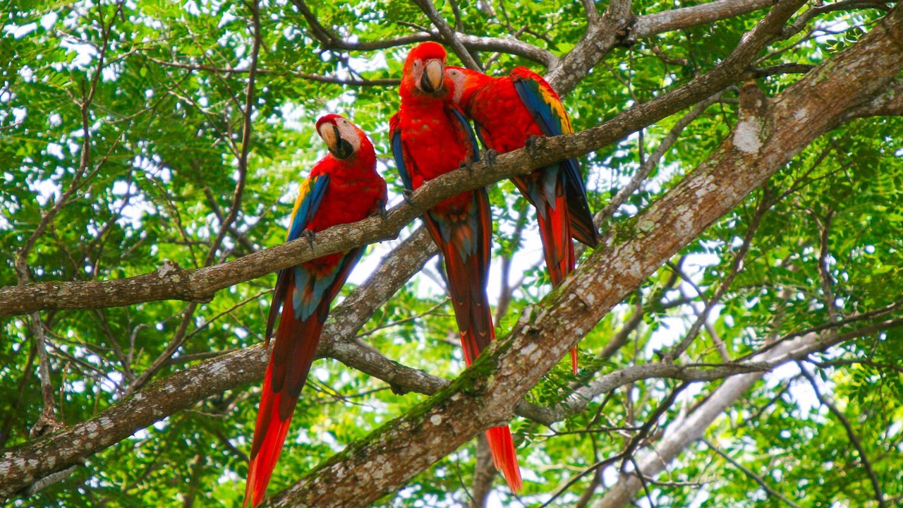 Photo of Others in Punta Leona