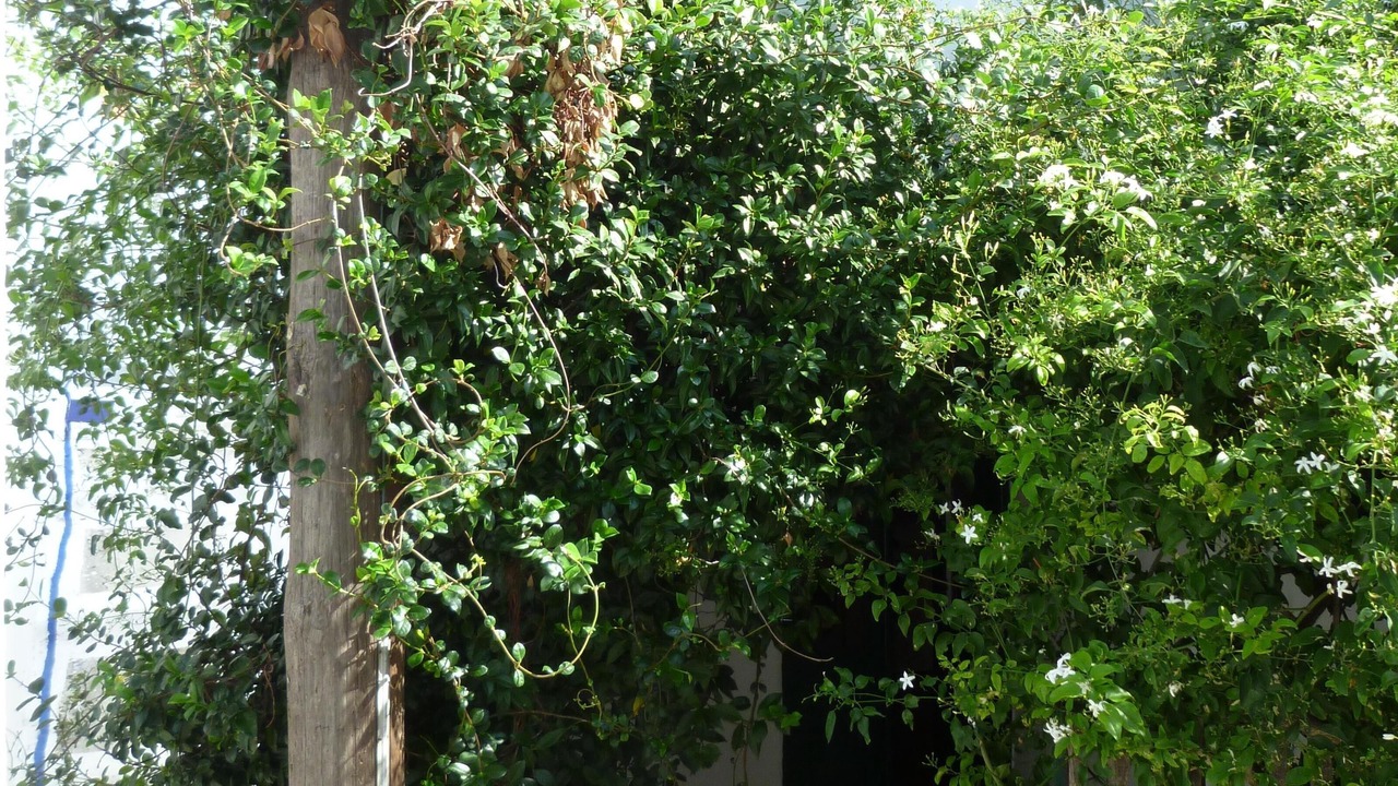 Photo of Outdoor in Skiros