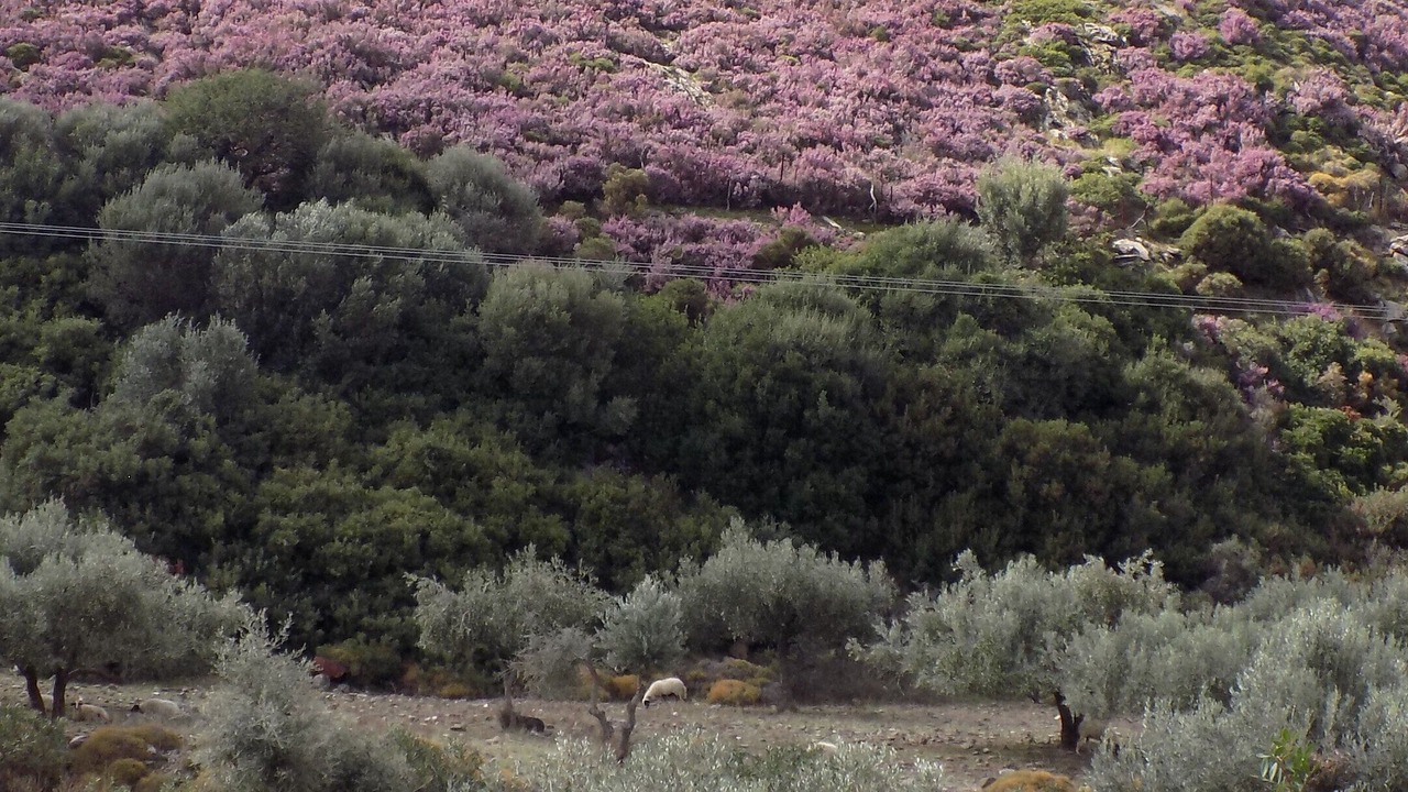 Photo of Outdoor in Skiros