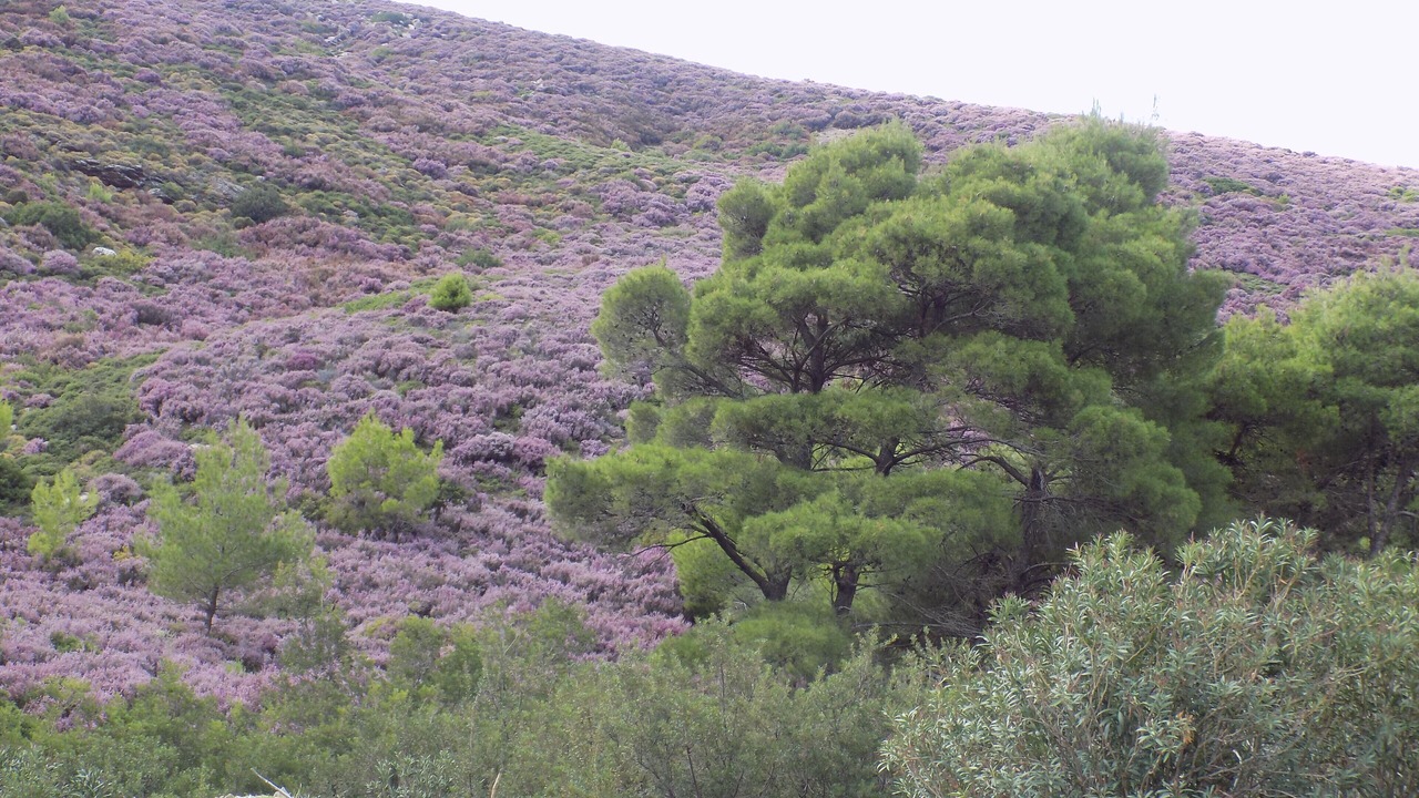 Photo of Outdoor in Skiros