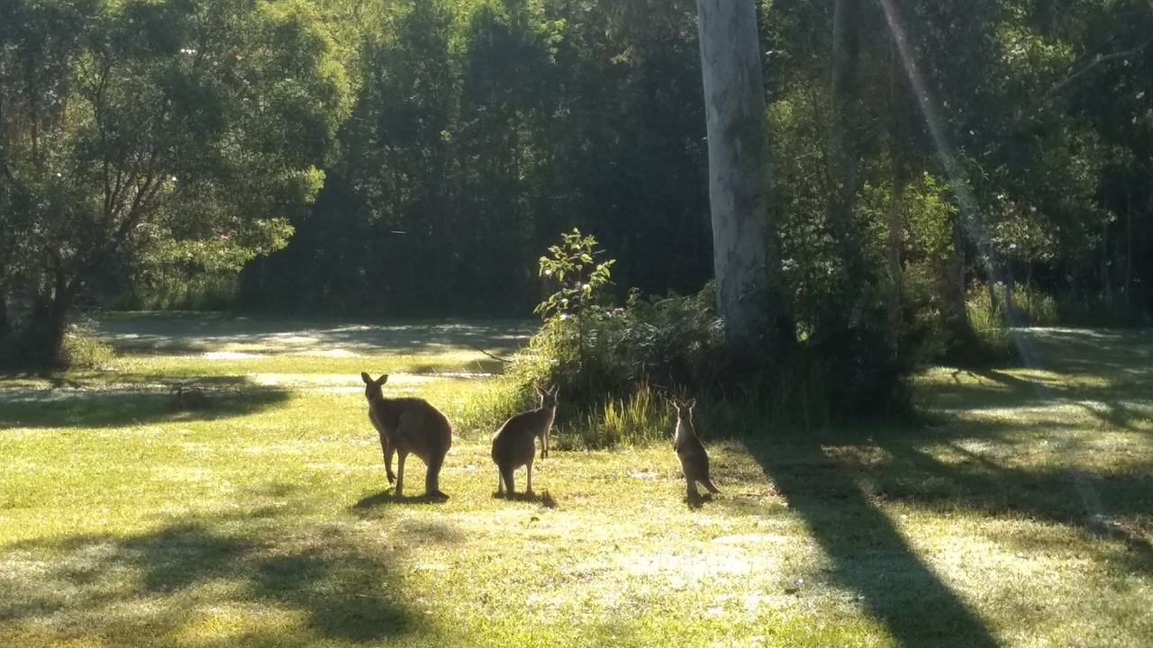 Photo of Others in Peregian Beach