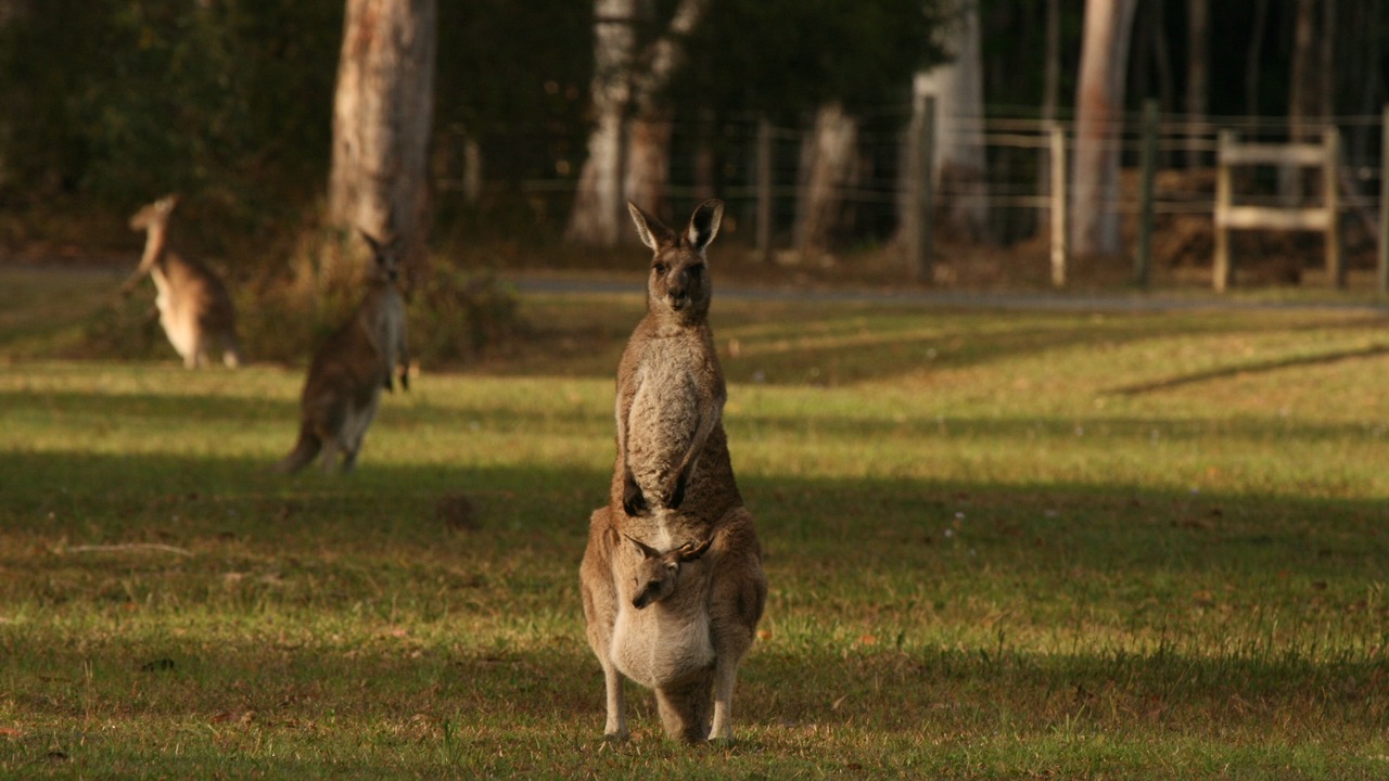 Photo of Others in Peregian Beach