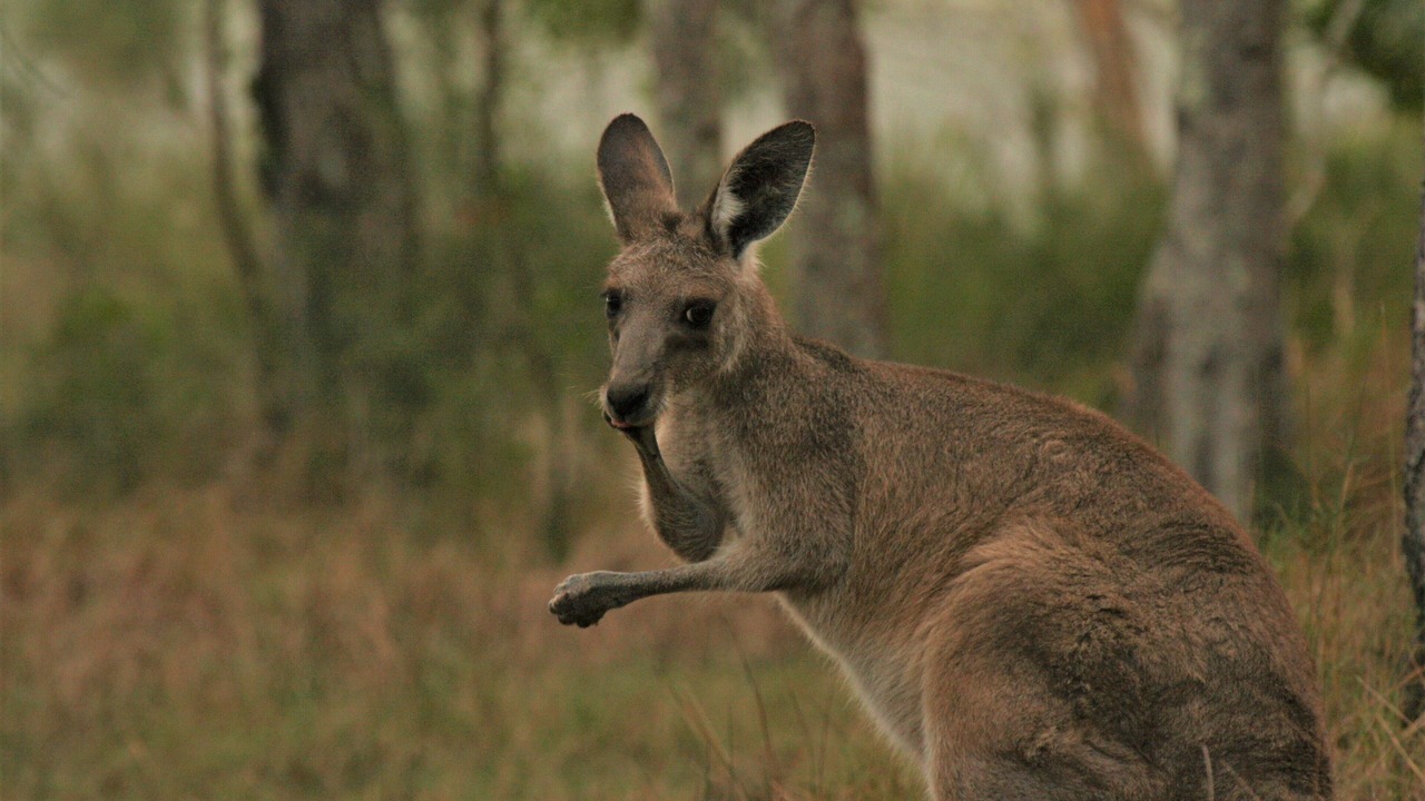 Photo of Others in Peregian Beach