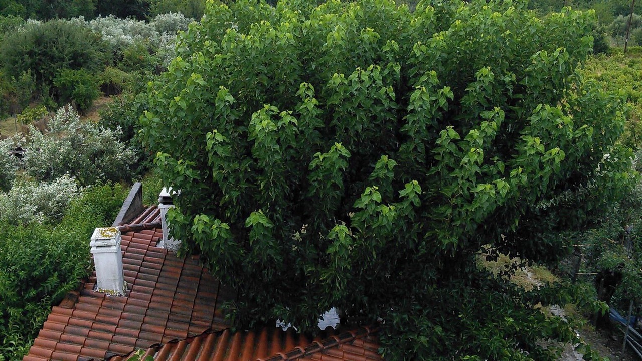 Photo of Outdoor in Istiaia-Aidipsos