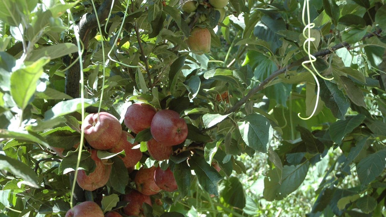 Photo of Outdoor in Zagora-Mouresi