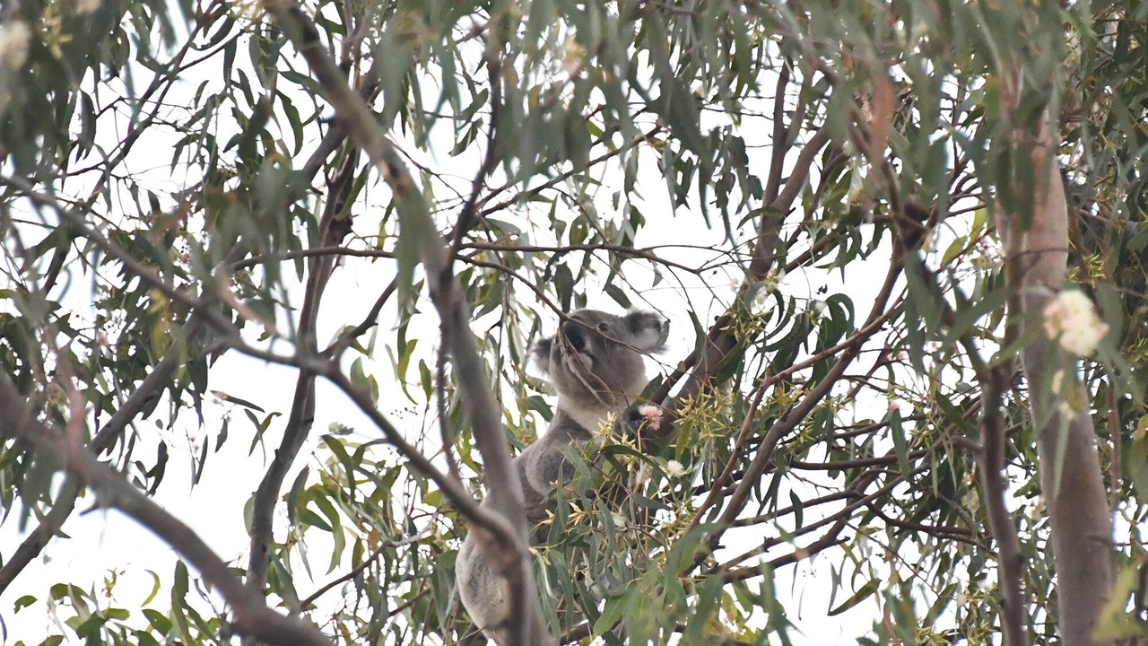 Photo of Others in Burleigh Heads