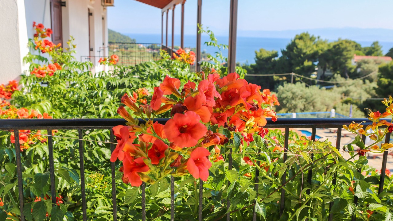 Photo of Outdoor in Skiathos