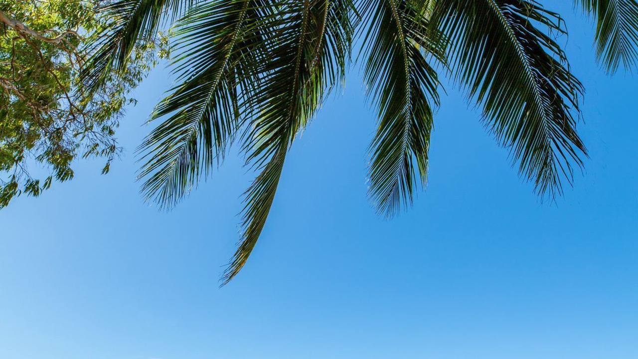 Photo of Others in Palm Cove