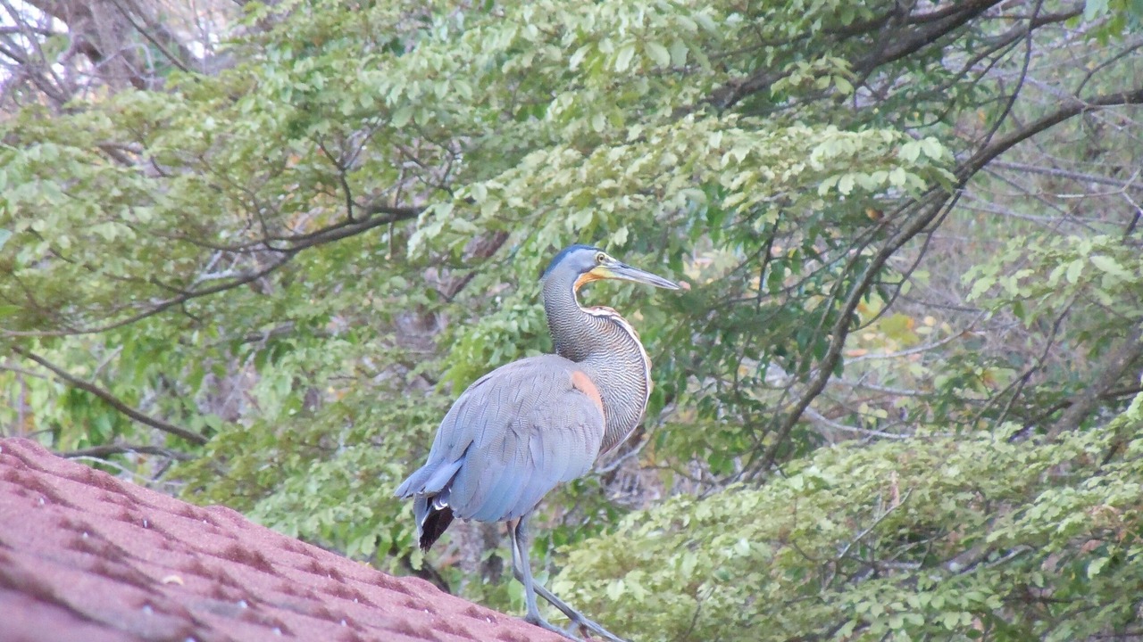 Photo of Others in Mal Pais