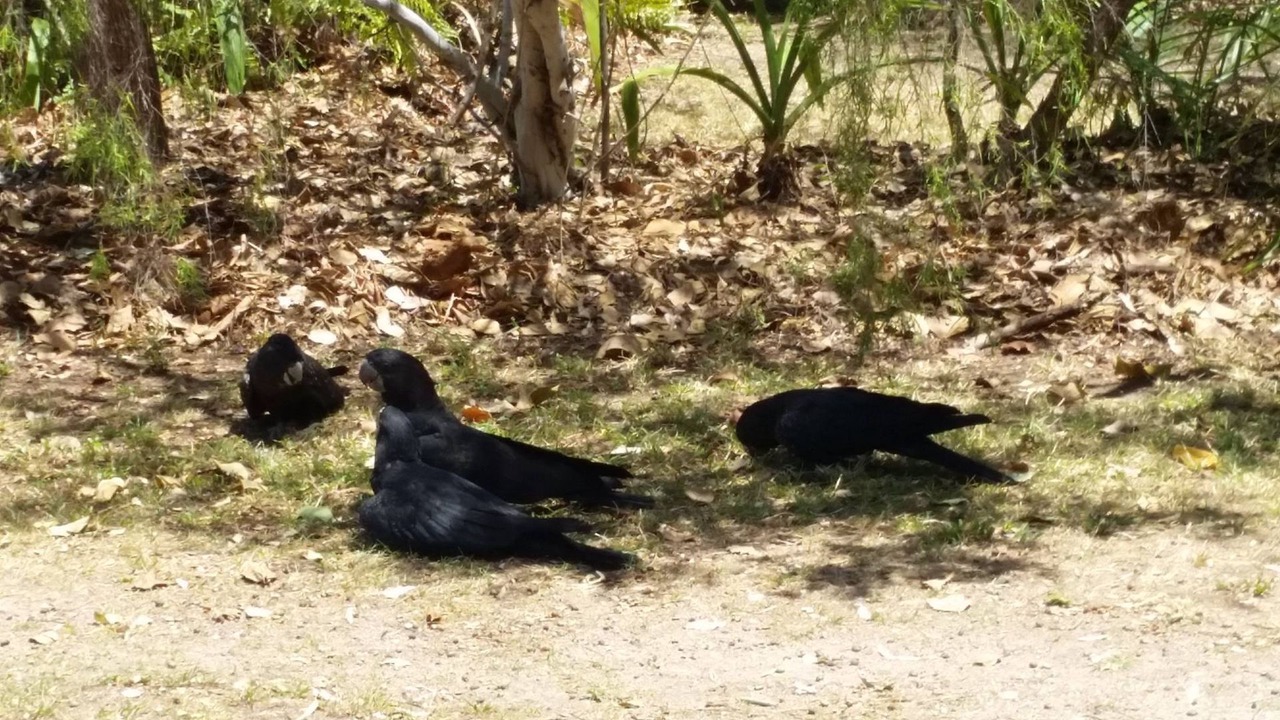 Photo of Others in Nelly Bay