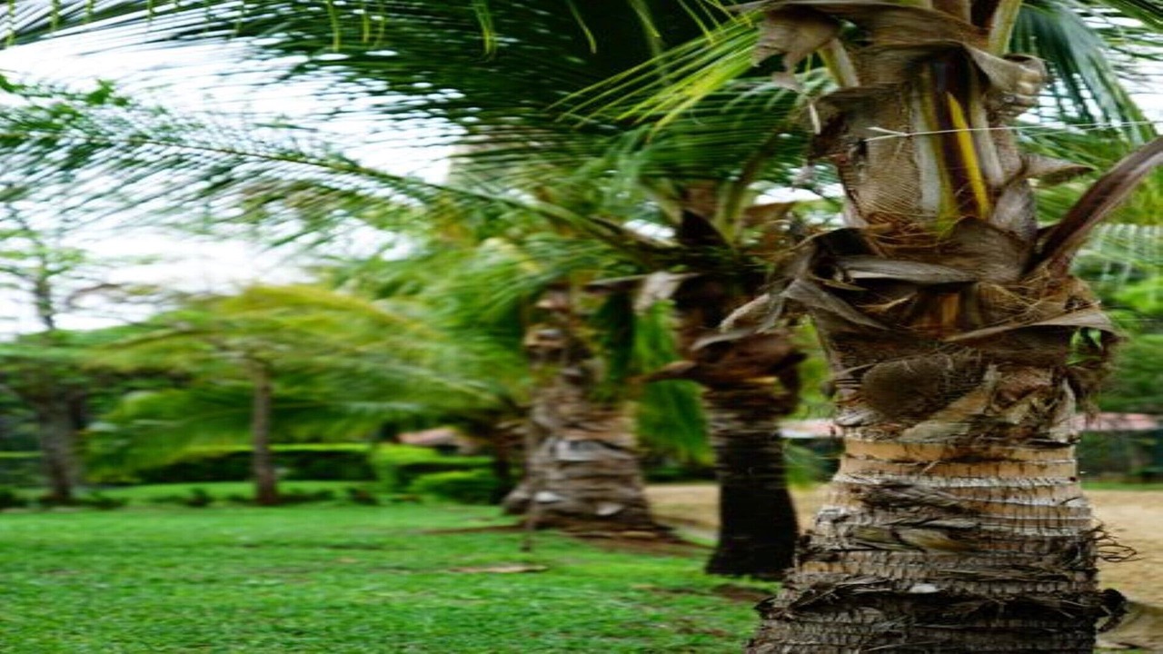 Photo of Outdoor in Coyolar
