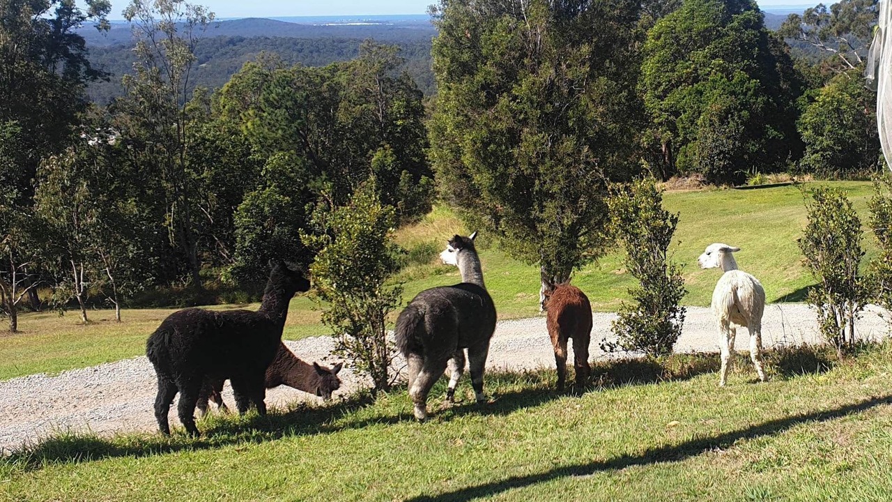 Photo of Others in Mooloolah Valley