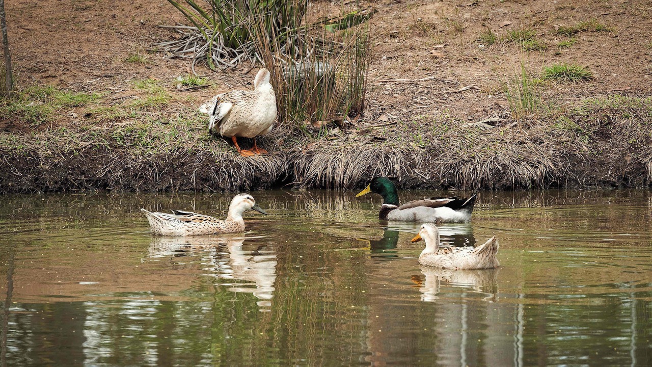 Photo of Others in Placid Hills