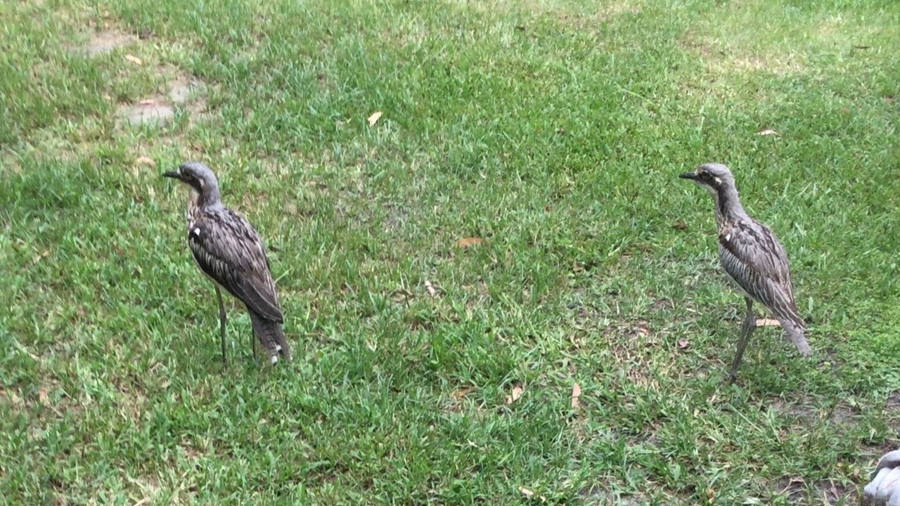 Photo of Others in Brisbane Waterfront