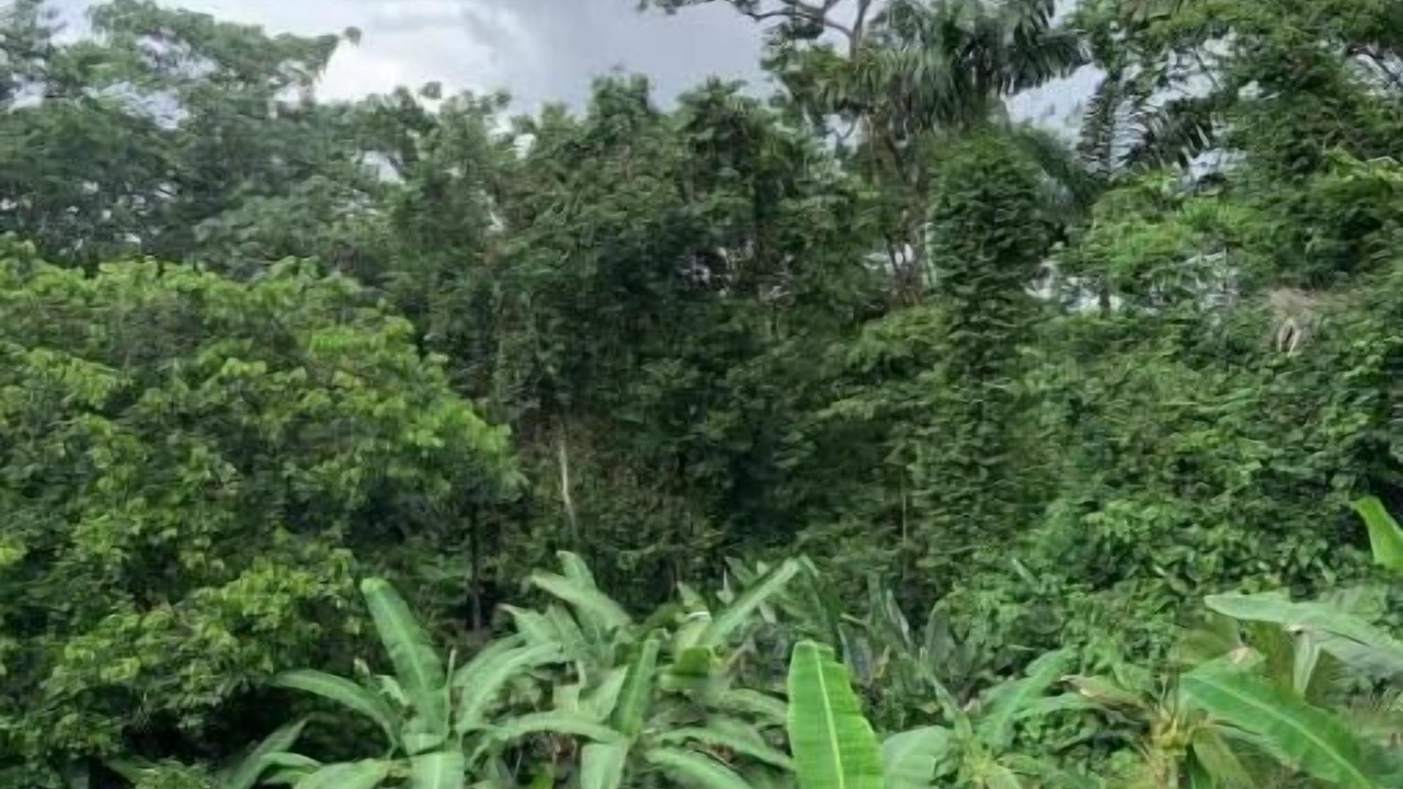 Photo of Outdoor in El Tanque