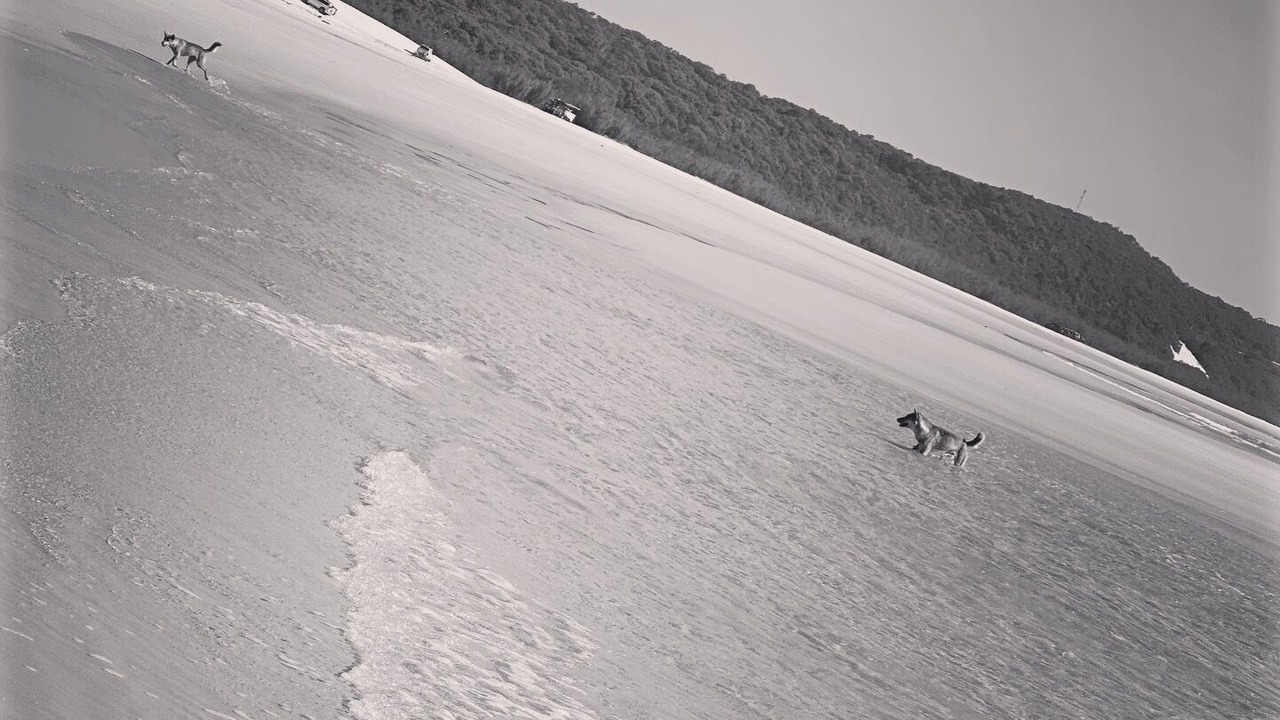 Photo of Others in Orchid Beach