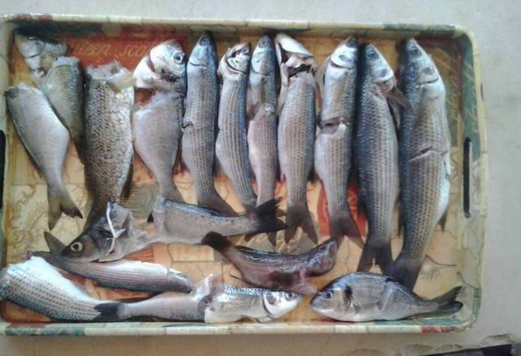 Photo of Others in Kymi-Aliveri