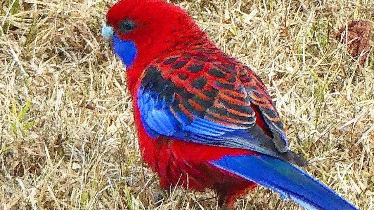 Photo of Others in Wyberba