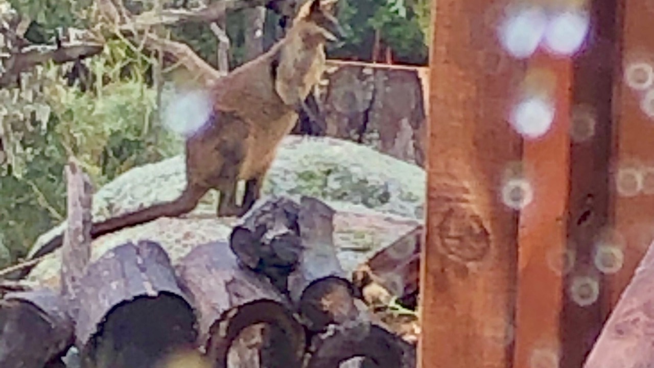 Photo of Outdoor in Wyberba