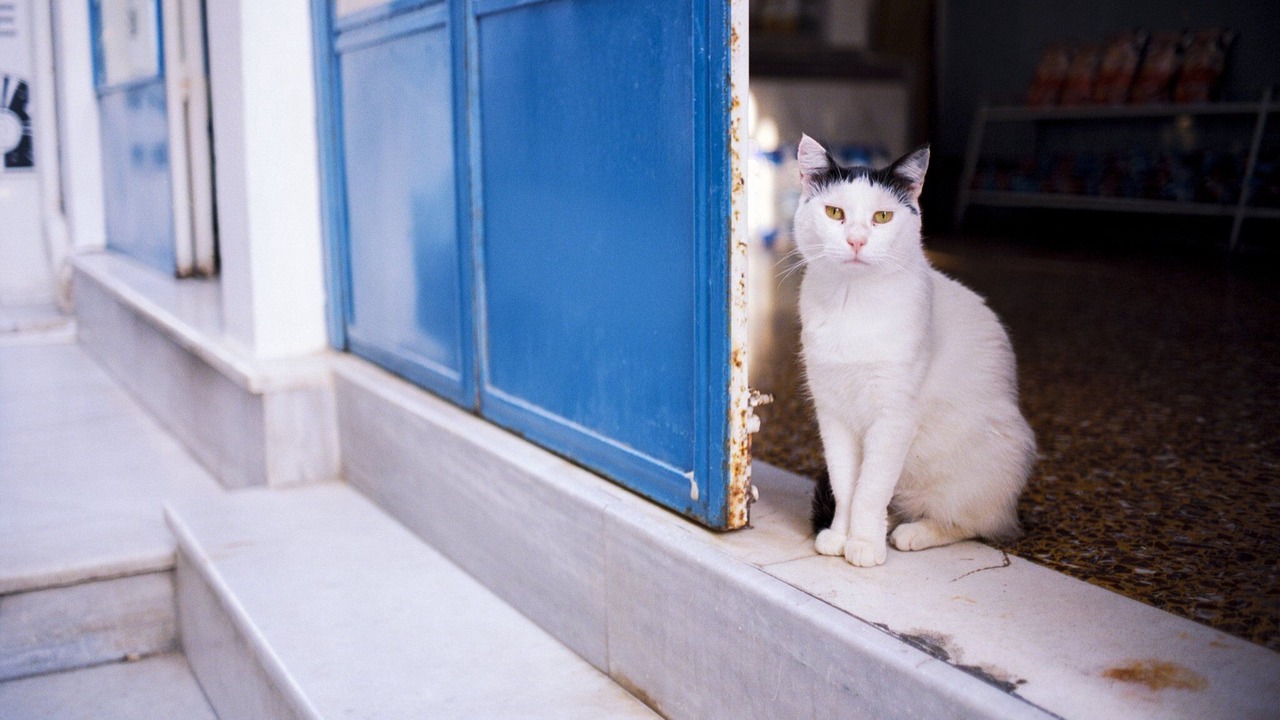 Photo of Others in Faros Armenistis