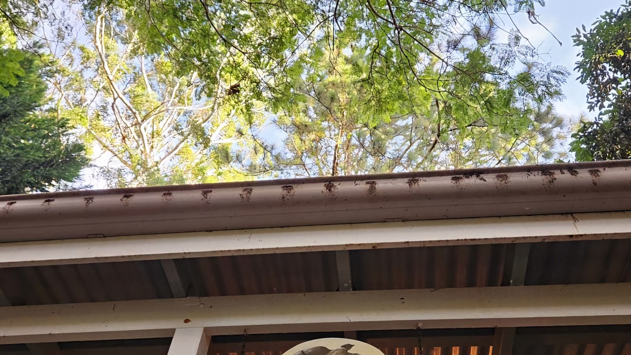 Photo of Others in North Tamborine