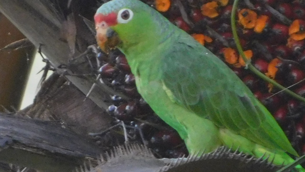 Photo of Others in El Cerro